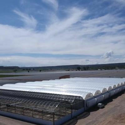 China Industrial Tunnel Film Multispan Greenhouses with Hydroponic Technology and Materials for sale