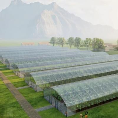 China Full Payment Commercial Greenhouse for Tomatoes and Strawberries in Water Pipe Tunnel for sale