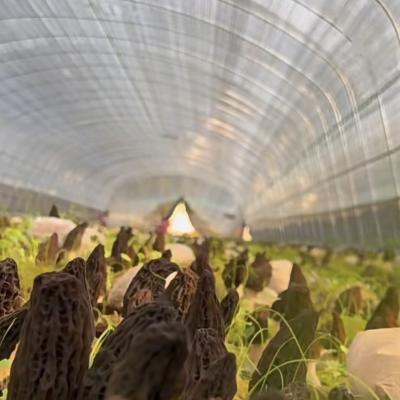 China Large Affordable Hydroponic Tunnel Greenhouse Solution Package Gross Weight 20.000kg for sale