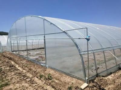 China H Section Customized Steel Structure Greenhouse Design on Multi Span US Market Needs for sale