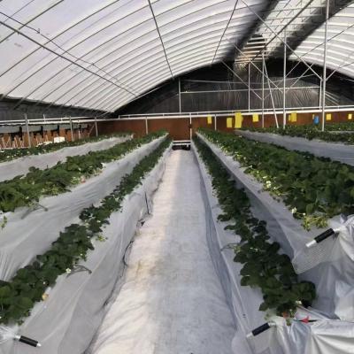 China JX-A00172 Tunnel Greenhouse for Commercial Soilless Culture System of Strawberries for sale