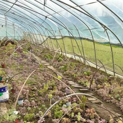 China Grote innovatieve landbouwbochten Tunnel kas Perfect voor het hele jaar door te groeien Te koop