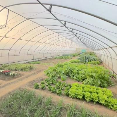 China Eenlaagse tunnel in kas Hydroponics groeisysteem voor groenten Multi Span Te koop