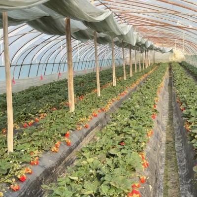 China Commercieel multi-span kas hydroponisch kweekstelsel voor groenten en fruit Te koop