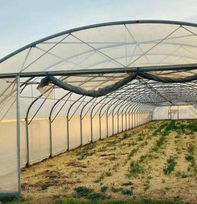 China Sunlight Greenhouse for Capsicum Planting Advanced Vegetables Cultivation Method for sale