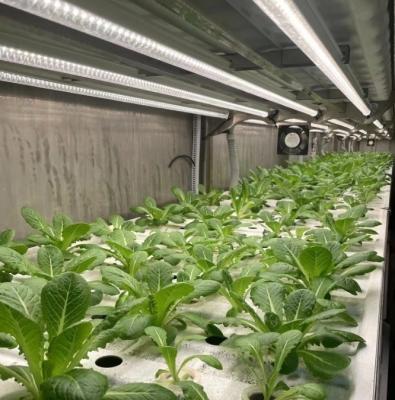 China Invernadero de contenedores de transporte para el cultivo de vegetales de hoja verde en 40HQ Contenedor Reefer en venta