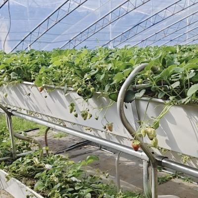 China Plastic Sheet Flower Sunlight Greenhouse Drip Irrigation for Consistent Irrigation for sale