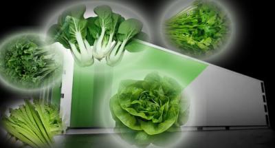 China Return refunds 30-Day Guarantee for Shipping Container Leafy Vegetable Greenhouse for sale