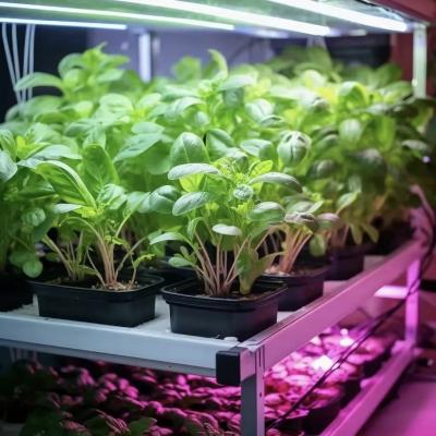 China Cultivo hidropónico Invernadero para vegetales de hoja Método de cultivo Hidroponía en venta