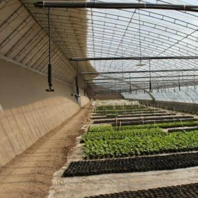 China Estufas revestidas por filme e com luz solar aumentada para o cultivo de pepino em cultura de areia à venda