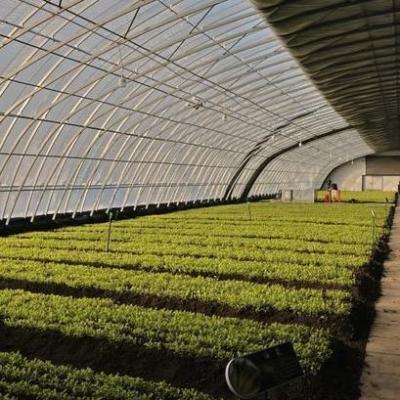 China Square Meter Commercial Cucumber Cultivation Sunlight Greenhouse Solution with Output for sale