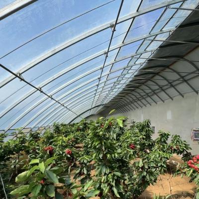 China US Currency Commercial Tomato Planting Sunlight Greenhouse for Optimal Crop Production for sale