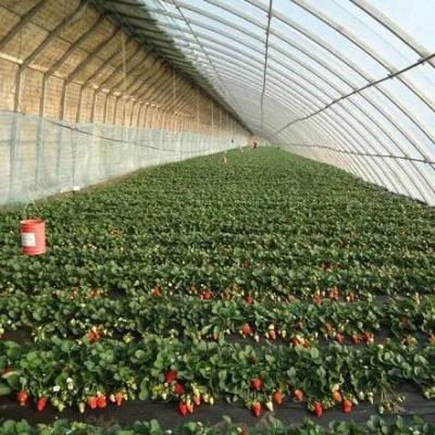 China Estufas para o cultivo de tomate com luz solar e telhado arqueado à venda