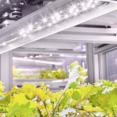 China Verticale landbouw Hydroponics kas in 40HQ Reefer container met staal structuur Te koop