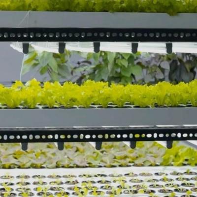 China Invernadero de contenedores de transporte de gran tamaño para sistemas de cultivo hidropónico vertical en venta