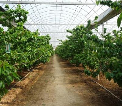 China Revolucionaria tecnología de cultivo hidropónico vertical para invernaderos de contenedores de transporte en venta