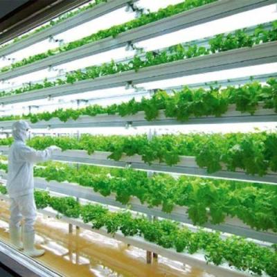 China Invernadero de alta humedad de cultivo vertical Contenedor hidropónico para verduras en venta