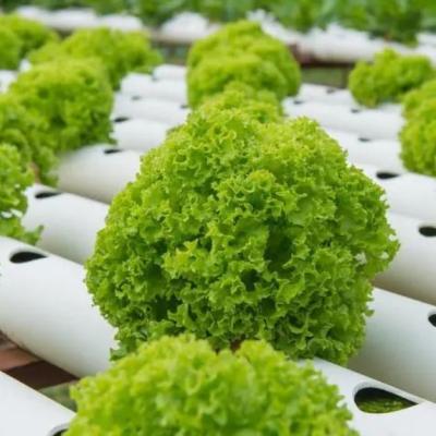 China Invernadero de contenedores de varias franjas para sistemas hidropónicos y ventajas de cultivo vertical en venta