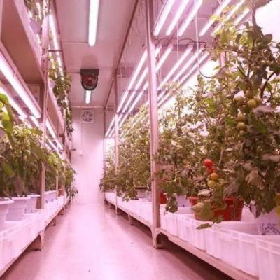 China Contenedor de transporte Agricultura vertical Invernadero comercial con innovación hidropónica en venta