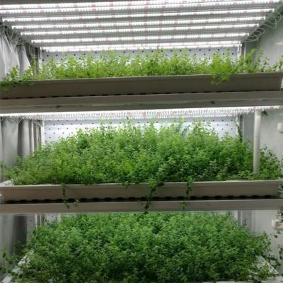 China Contenedor de cultivo hidropónico vertical de cubierta de acero Invernadero con tecnología avanzada en venta