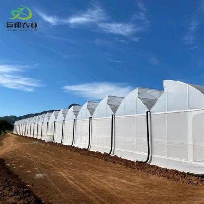 China Customized Hydroponics System in Commercial Multi Span Tunnel Plastic Film Greenhouse for sale