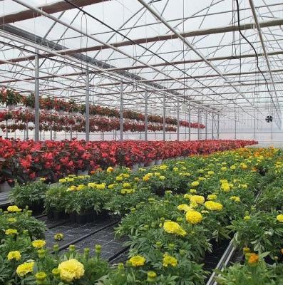 China Single-Arch Greenhouse for Flower Farming Boost Your Flower Production for sale