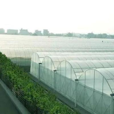 China Double Layer Film Greenhouse for Soilless Culture Tomato Cucumber Flower Farming for sale