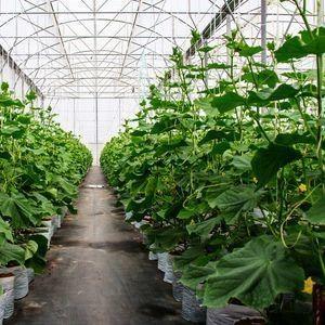 China Double-Arch Pepper and Flower Hydroponic Greenhouse with Multi Span Roofing Shape for sale