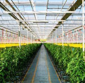 China Pepper Cultivation Dual-Layer Film Greenhouse 12.09cm * 2.35cm * 2.39cm Package Size for sale