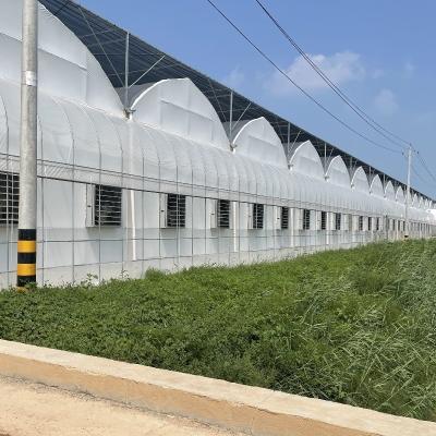 China Customized Request Agricultural Multi-Span Plastic Tunnel Film Greenhouse for Production for sale