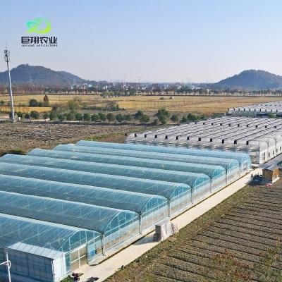 Chine Serre en verre pour planter des tomates et des feuilles JX-Span en verre 8m 9,6m 12m personnalisé à vendre