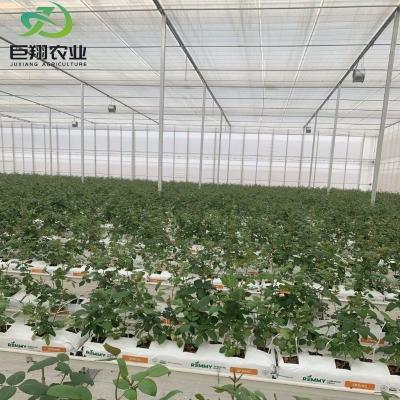 China Double Layer Glass with Climate Control System for Customized Farming and Agriculture for sale