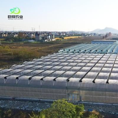 China Customized Multi-Span Film Greenhouse for Hydroponic Tomatoes/Cucumbers/Peppers/Strawberries for sale