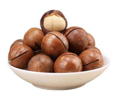 China Cheap Top Price Big Size Dry Raw Roasted Australia Hazelnut Kernel In Shell for sale