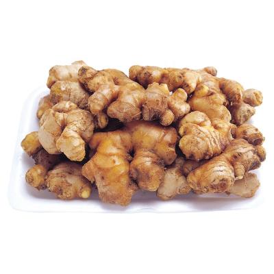 China Organic Non GMO Ginger for Supply Period Year Round Fresh or Dried Ginger for sale