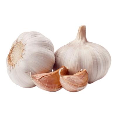 China Get Your Fresh Peeled Garlic from The Perfect Addition to Any Dish for sale