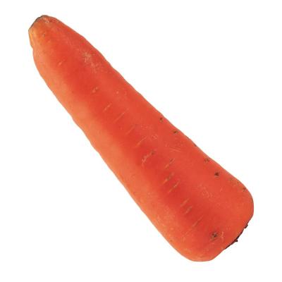 China Fresh carrot from China newest harvesting for export for sale