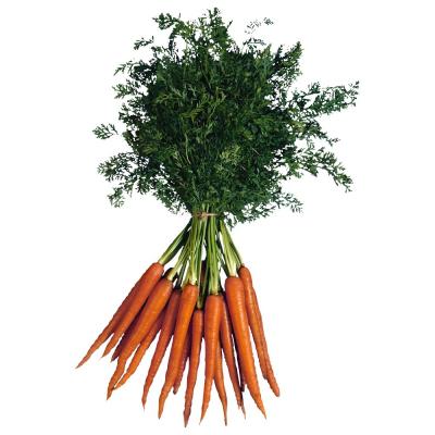 China 2023 New Crop Farm Grown China Export Fresh Vegetables Carrot Low Price Fresh Carrots for sale