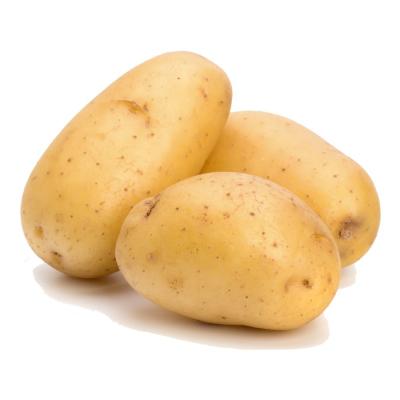 China newest crop fresh long China dutch fresh yellow potato suppliers price per ton for sale