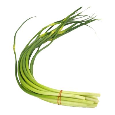 China Little Green Garlic Shoot Garlic Steam Sprout A Delicious Twist on Traditional Garlic for sale