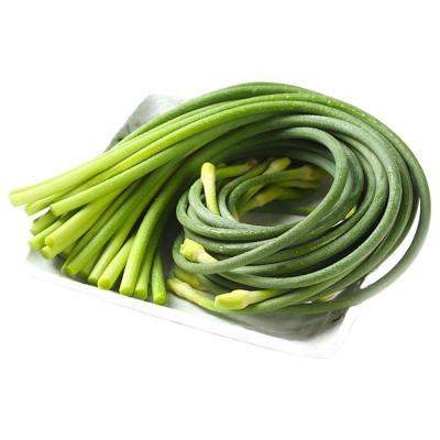 China New crop Fresh garlic shoot of Chinese vegetables of fresh garlic stem for sale