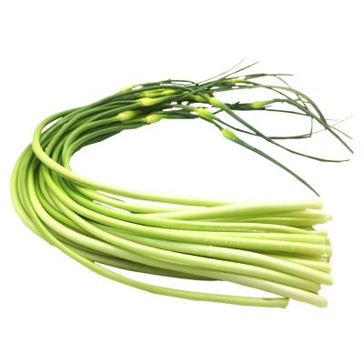 China Fresh garlic shoot Fresh garlic sprout stem in bundle green garlic sprouts for sale