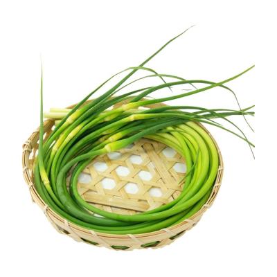 China Fresh Garlic Shoot Sprout in Crop Chinese Garlic Stem for Year Round Availability for sale