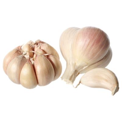 China Crop Chinese Fresh Red Normal Purple Pure White Garlic Market for from Garlic World for sale