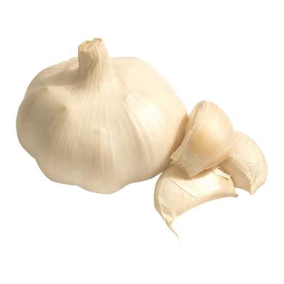 China 2023 new crop Chinese Popular Garlic export in China with 10kg box 5.5cm with good quality supplier for sale