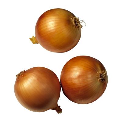 China Fresh Indian Big Onion for Export Vietnam Malaysia Singapore red onions fresh for sale