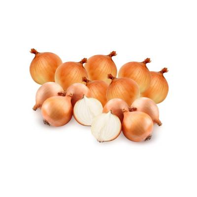 China Fresh oignons Shallot Peeled Onion Red Yellow White Organic Onion Chinese Onions Suppliers for sale