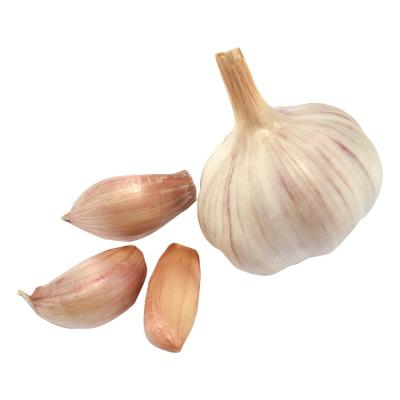 China 2023 Fresh Chinese peeled Garlic Cloves with long life 1kg vacuum bag for Australia market for sale