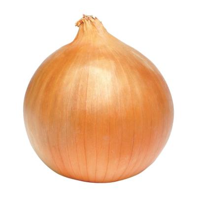 China 2023 new crop of brand fresh onions yellow white long lasting peeled onion price in China Chinese onion for sale