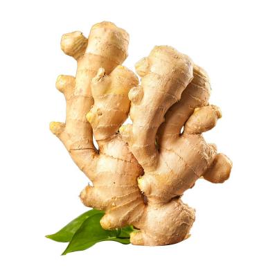 China Wholesale Large Ginger High Quality Factory Price Fresh Ginger Organic Ginger Fresh in Shandong for sale